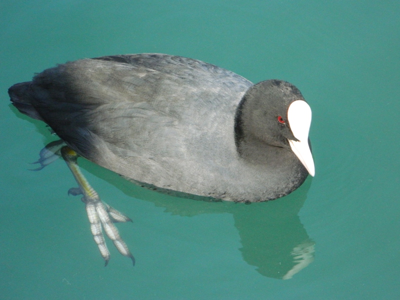 Folaga. Ammirate le mie zampine